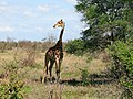 Kap-Giraffe (Giraffa giraffa giraffa)