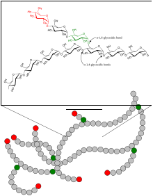 a(1-4)-glycosidic and a(1-6)-glycosidic linkages in the glycogen oligomer Glycogen.svg