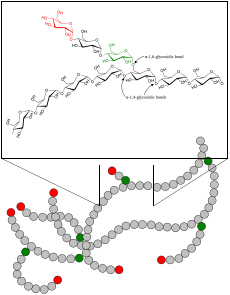 Glycogen.svg