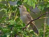 Common Grasshopper Warbler singing