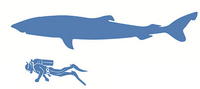 Гренландская акула size.png