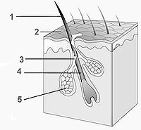 200px HairFollicle2