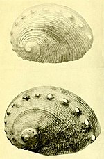 Miniatura para Haliotis pourtalesii