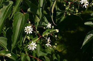 Heptacodium miconioides