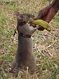 Miniatura per Magawa (rata de Gàmbia)