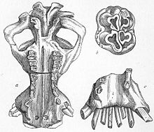 Hexaprotodon sivalensis.jpg