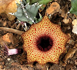 Huernia barbata