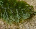 2016年1月6日 (水) 12:30時点における版のサムネイル