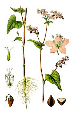 Echter Buchweizen (Fagopyrum esculentum) 