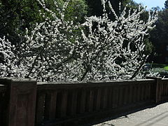 Prunus at Walnut Street Bridge