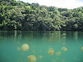Medūzų ežeras