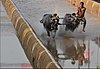 A Kambala Race at Pilikula Nisargadhama