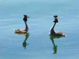 Lac-du-der-taucher.jpg