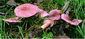 Lactarius lilacinus 73825. jpg