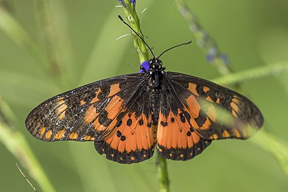 A. z. anobonna upper side