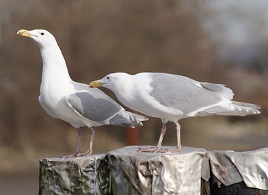 Pair of glaucous-winged gulls