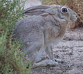 Seekor Lepus capensis arabicus yang ditangkap di Balapan Lumba Unta Watba, Abu Dhabi, Emiriah Arab Bersatu