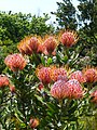 Blomme in Tresco Abbey Gardens, Scilly-eilande (VK) afgeneem.