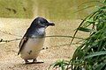 Little Penguin-Sydney.jpg