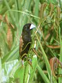 Great-billed munia