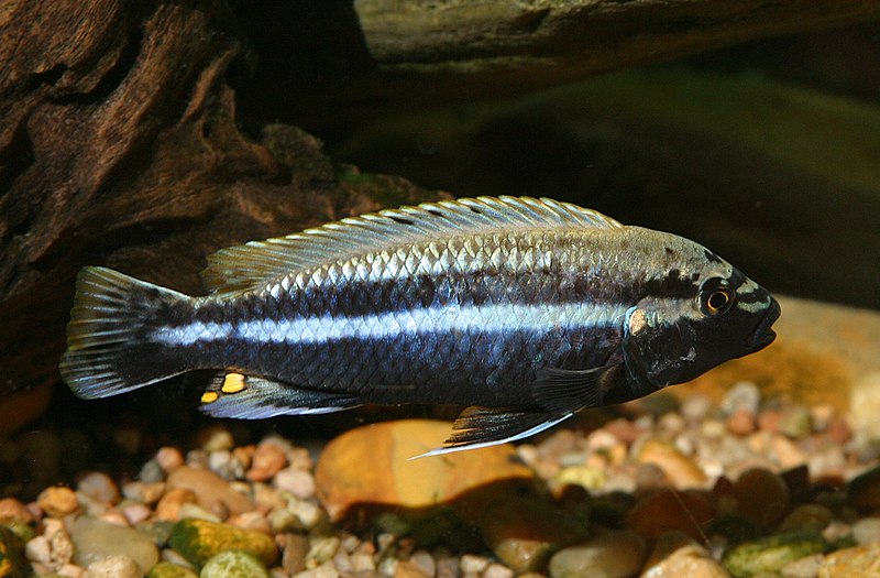 %38%300px-Melanochromis_auratus_(male).jpg