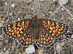 Melitaea phoebe