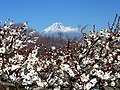 岩本山公園の梅園から望む富士山