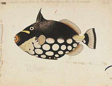 Clown triggerfish Balistoides conspicillum