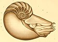 Ilustração esquemática do molusco Nautilus pompilius, com o animal, mostrando o sifão e suas câmaras internas de flutuabilidade.