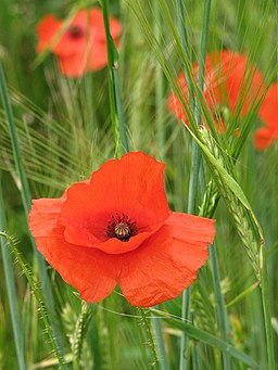 Norfolk's County Flower - geograph.org.uk - 841418