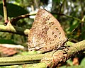 Imago (lateral view)