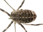 Opilio saxatilis