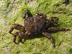 Pachygrapsus marmoratus 2009 G4