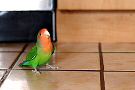 Un perroquet inséparable, petit à queue courte. (ici Agapornis roseicollis)