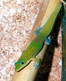 Phelsuma l. laticauda.jpg