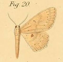 Anisodes lyciscaria