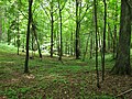 Im Wald bei Czarna Białostocka