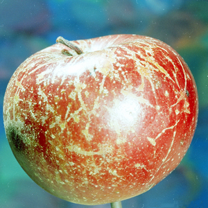 Manzana afectada por 'Podosphaera leucotricha'.