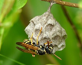 Polistes nimpha