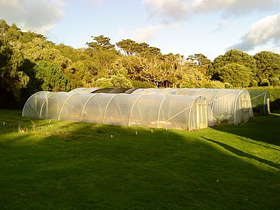 Polytunnels on a farm in England Polytunnels in Tresco Abbey Gardens - geograph.org.uk - 2178117.jpg