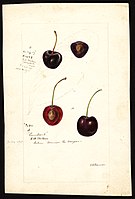 Image of cherries (scientific name: Prunus avium), with this specimen originating in Salem, Marion County, Oregon, United States. (1895)