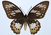 O. p. poseidon, female