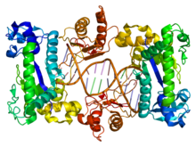 Protein POLI PDB 1t3n.png