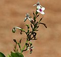 Pseuderanthemum reticulatum