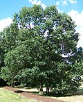 Miniatura para Sección Quercus