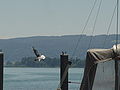 Radolfzell Uferpromenade 3.JPG