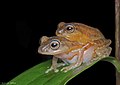 Pair in amplexus