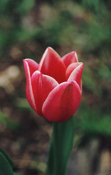 red tulip stamp