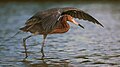 Egretta rufescens