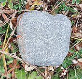 Roche grise et blanche, holocristalline, retrouvée à la pointe de la Sandonière.